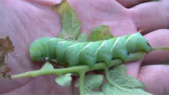 tomato worm.jpg - 11909 Bytes